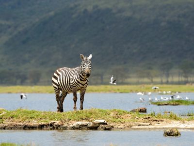 Zebra 1